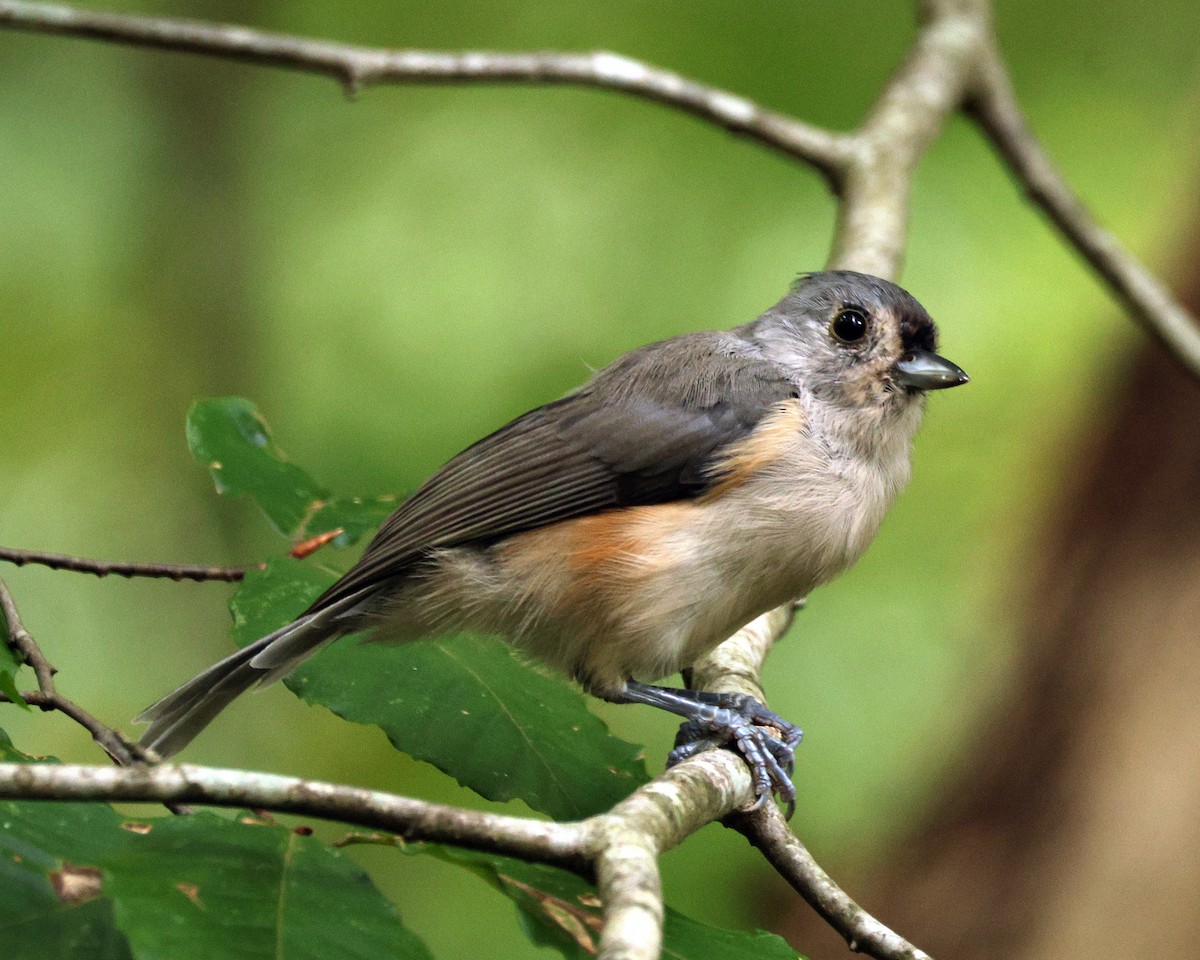 Tufted Titmouse - ML642010478