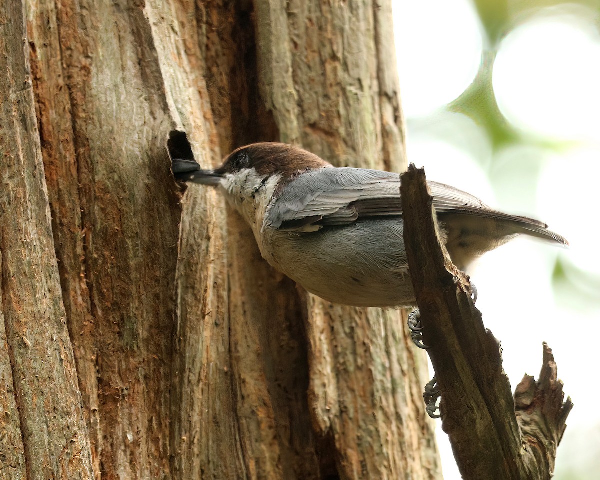 Brown-headed Nuthatch - ML642010486
