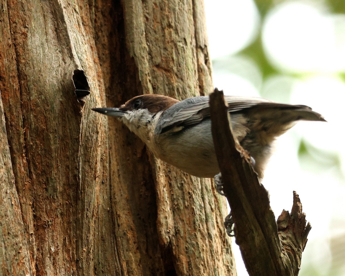 Brown-headed Nuthatch - ML642010487