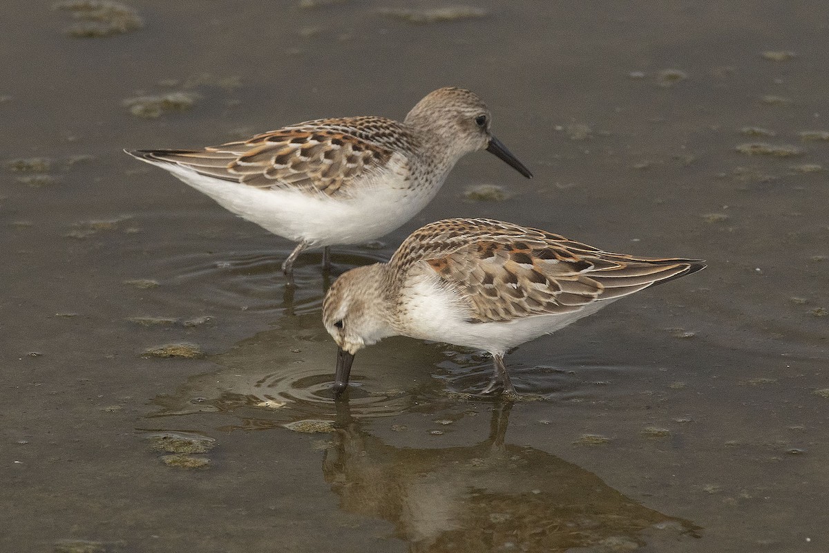Western Sandpiper - ML642010488