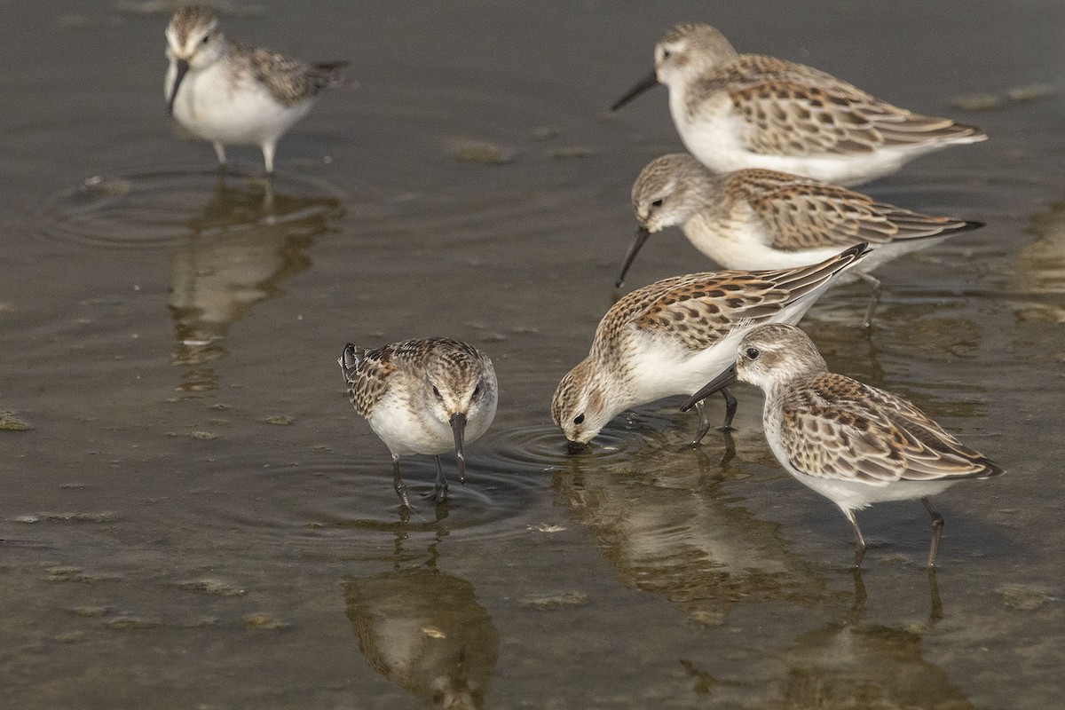 Western Sandpiper - ML642010491