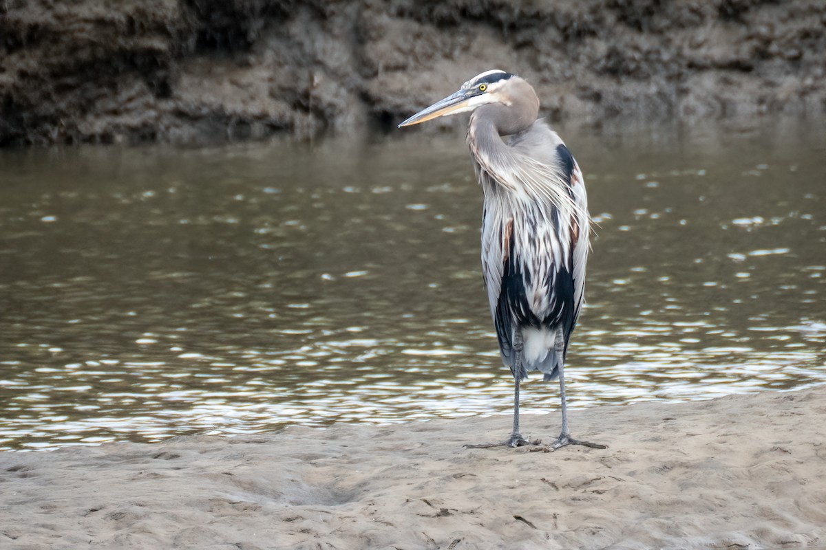 Great Blue Heron - ML642010492