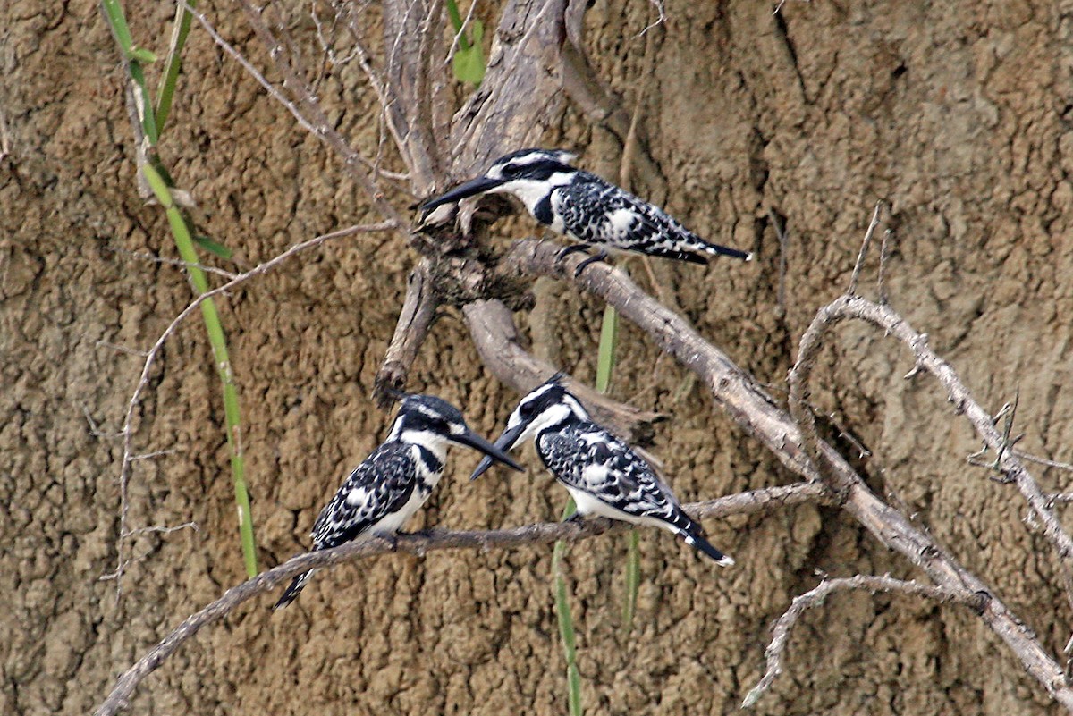 Pied Kingfisher - ML642010494