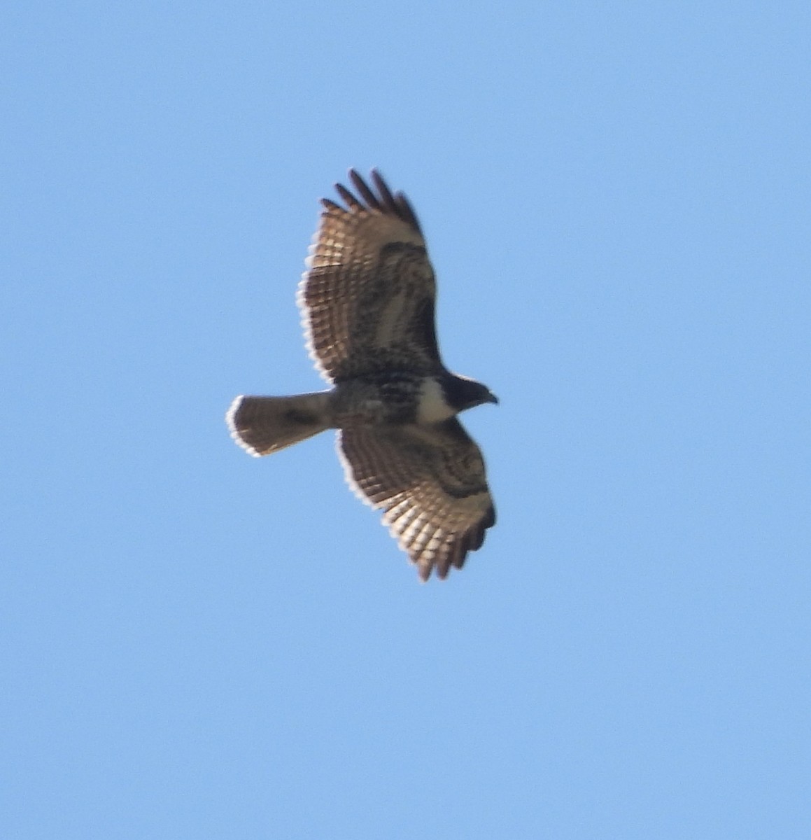 Red-tailed Hawk (calurus/alascensis) - ML642010495