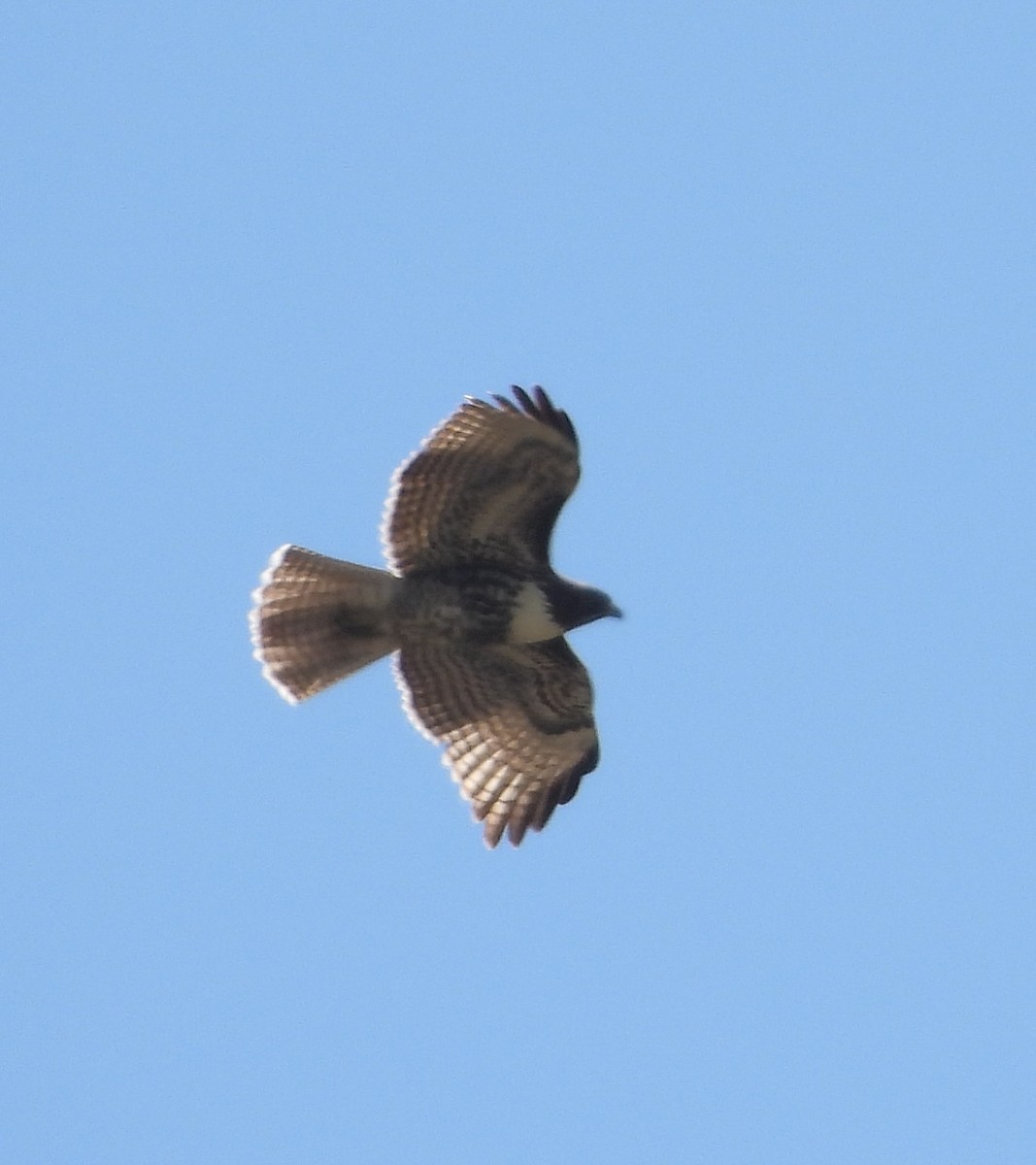 Red-tailed Hawk (calurus/alascensis) - ML642010496