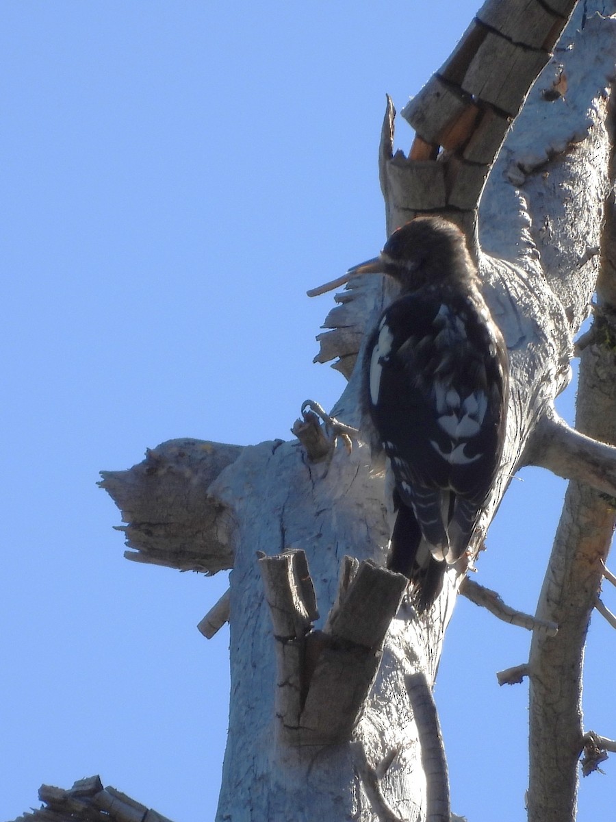 Red-breasted Sapsucker - ML642010508