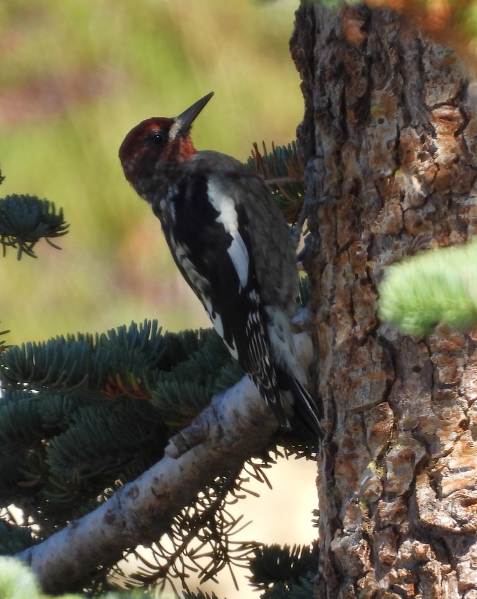 Red-breasted Sapsucker - ML642010509
