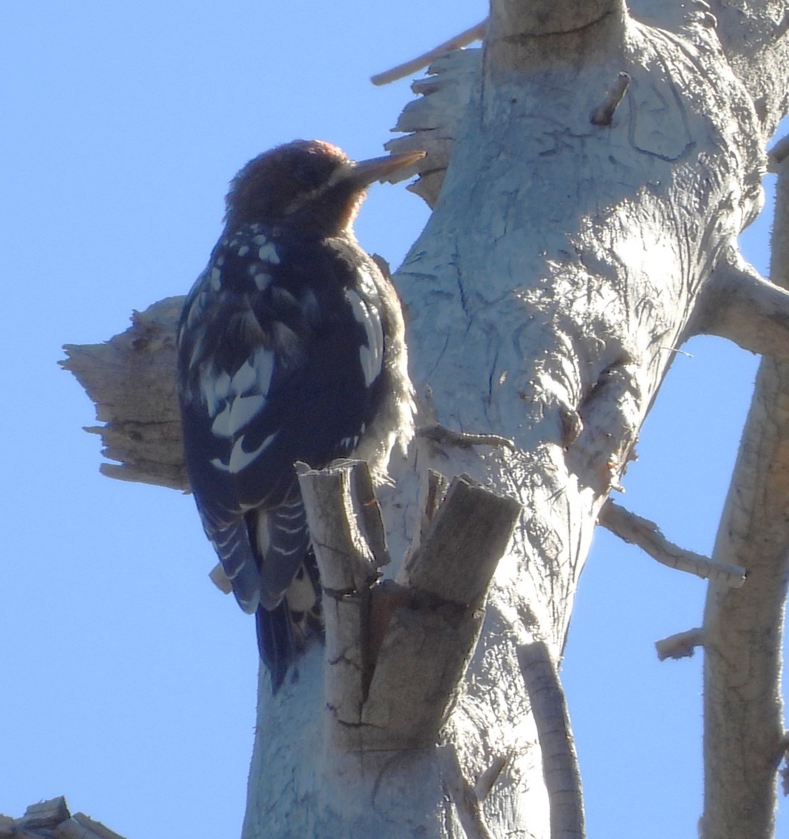 Red-breasted Sapsucker - ML642010510
