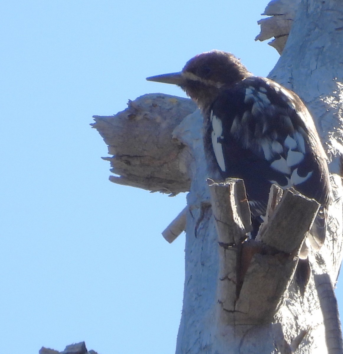 Red-breasted Sapsucker - ML642010511