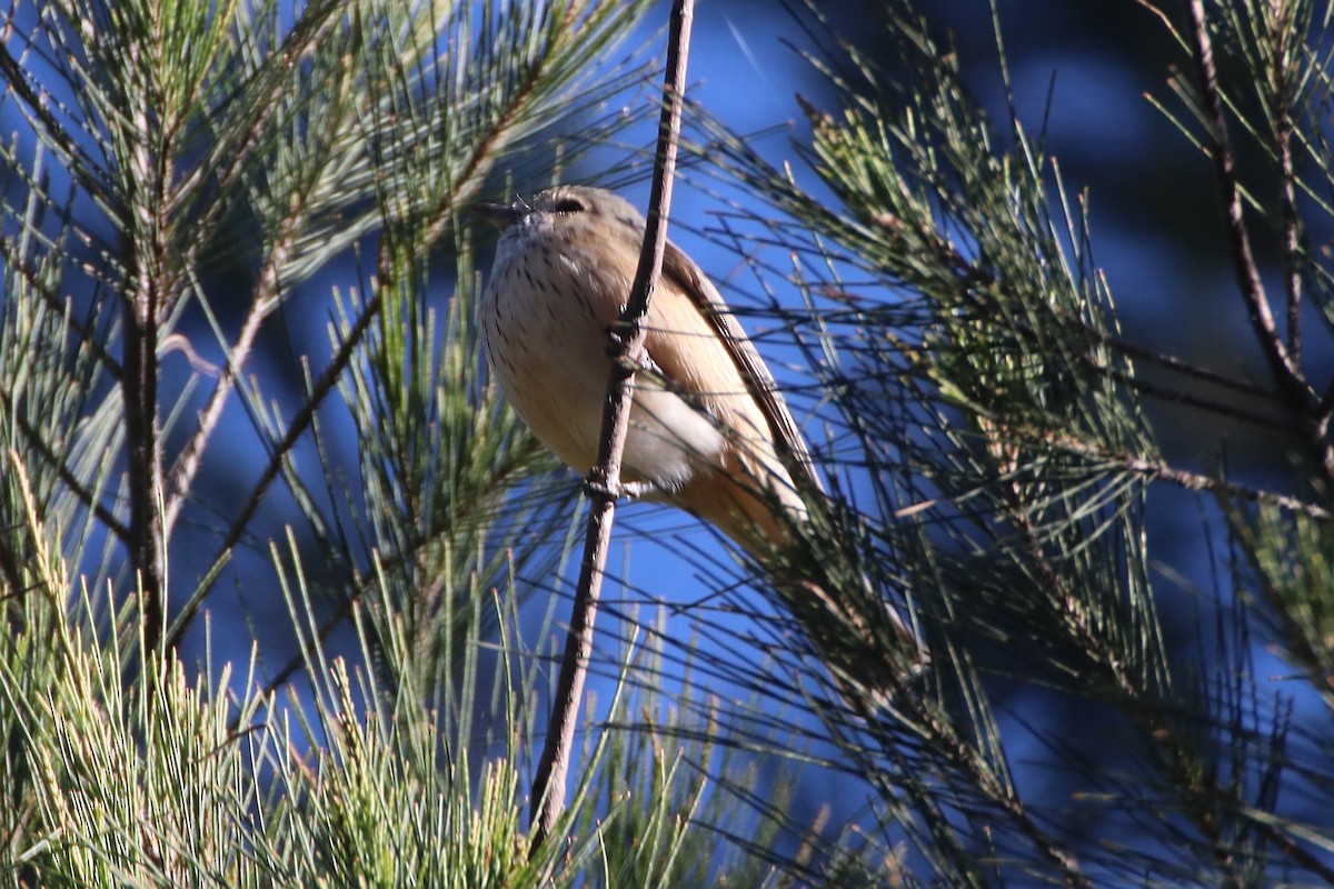 Rufous Whistler - ML642010528