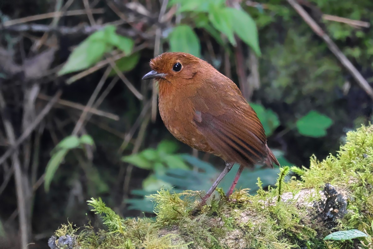 Equatorial Antpitta - ML642010529
