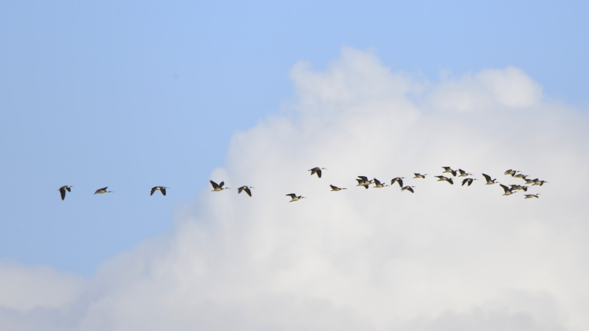 Straw-necked Ibis - ML642010533