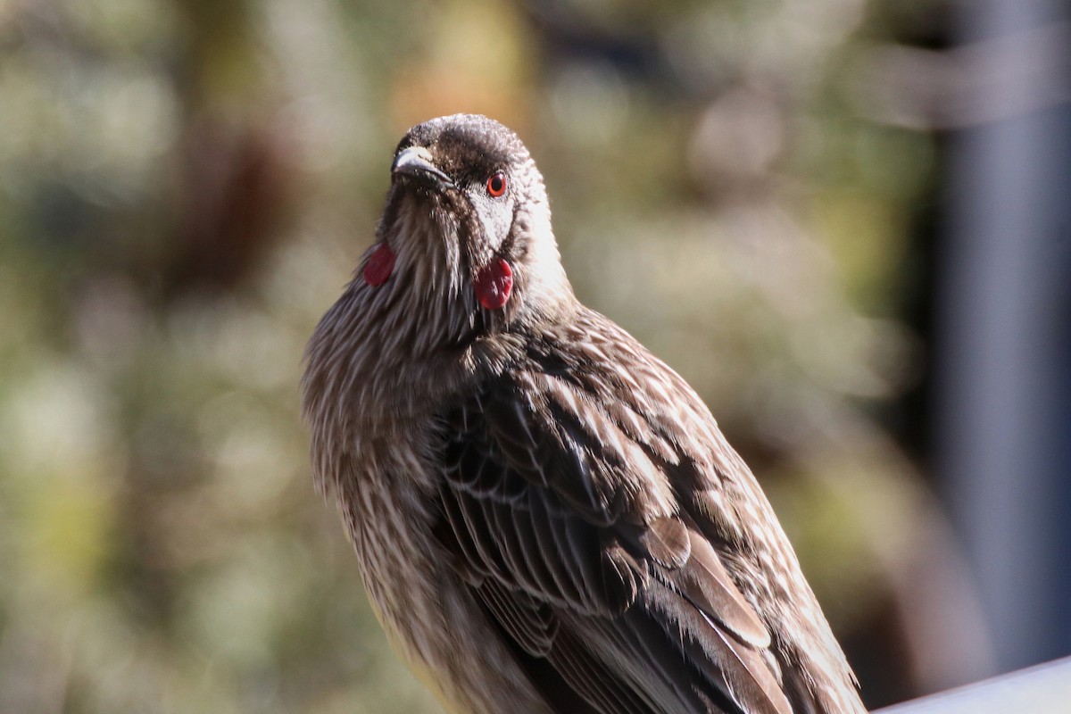 Red Wattlebird - ML642010534