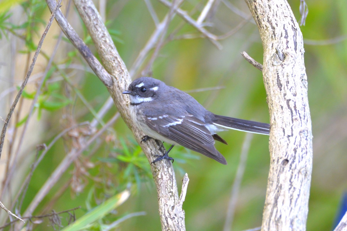 Gray Fantail - ML642010542