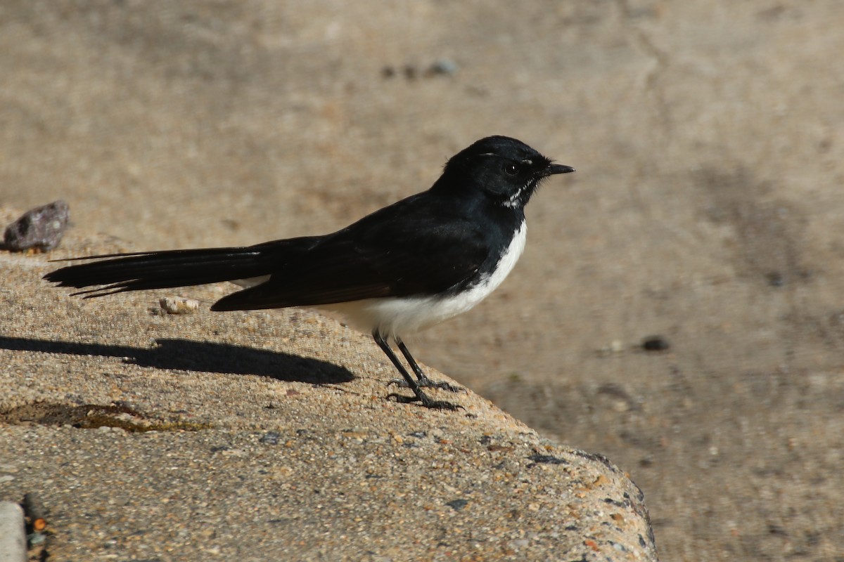 Willie-wagtail - ML642010544