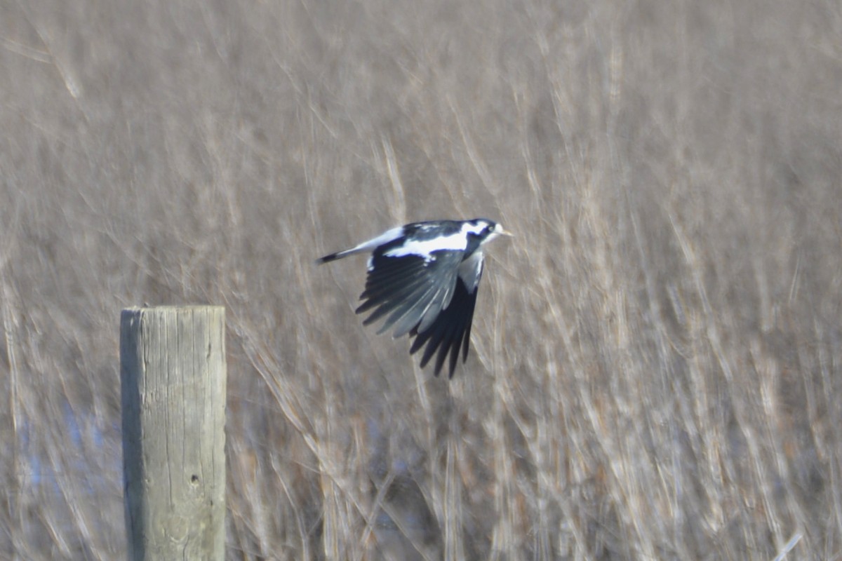 Magpie-lark - ML642010545