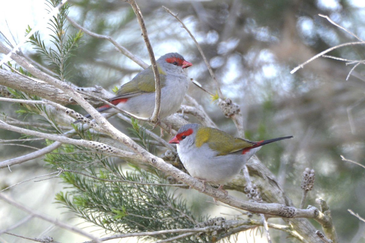 Red-browed Firetail - ML642010550