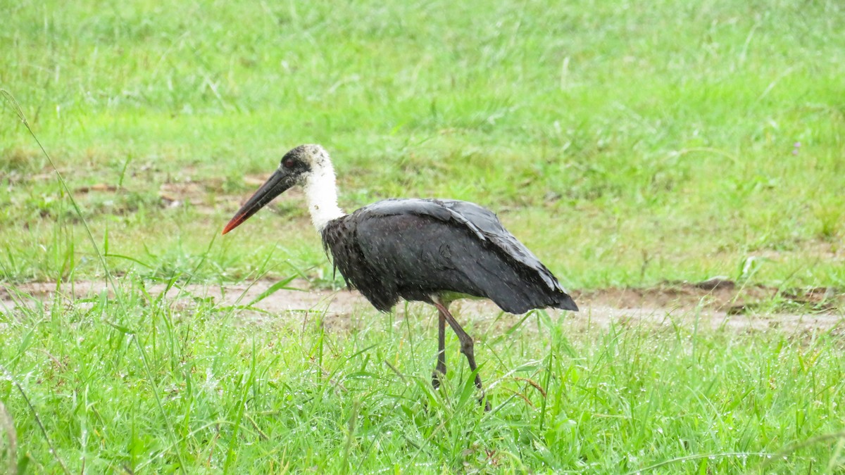 African Woolly-necked Stork - ML642010552