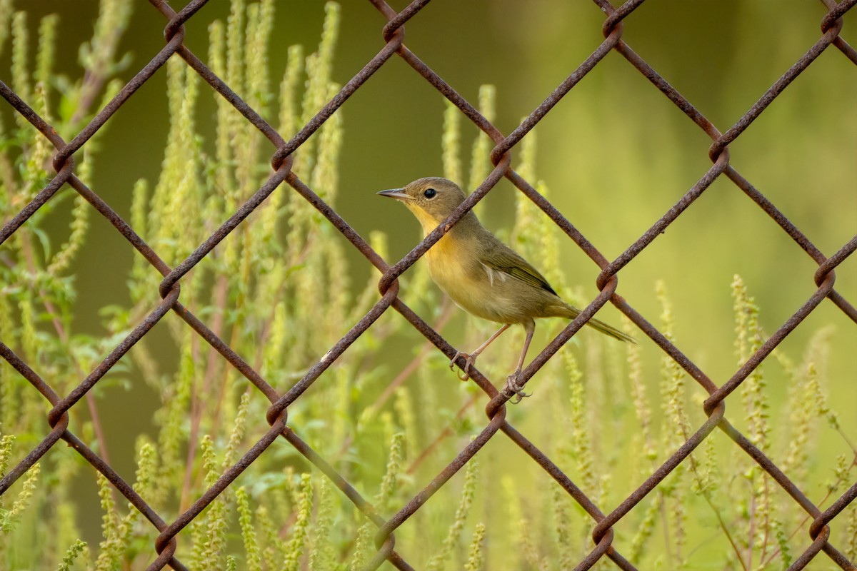 Common Yellowthroat - ML642010558