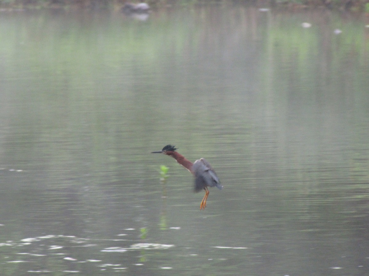 Green Heron - ML642010559