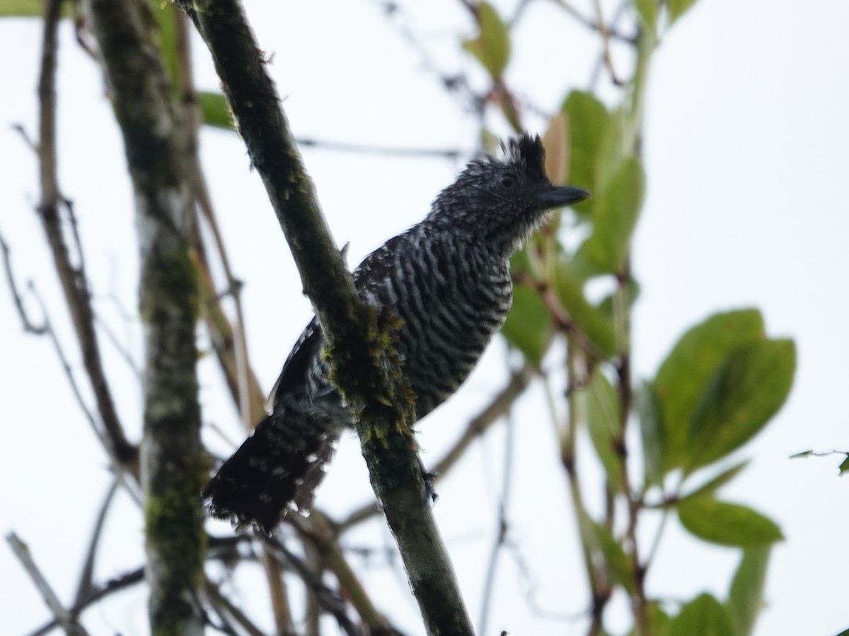 Barred Antshrike - ML642010560