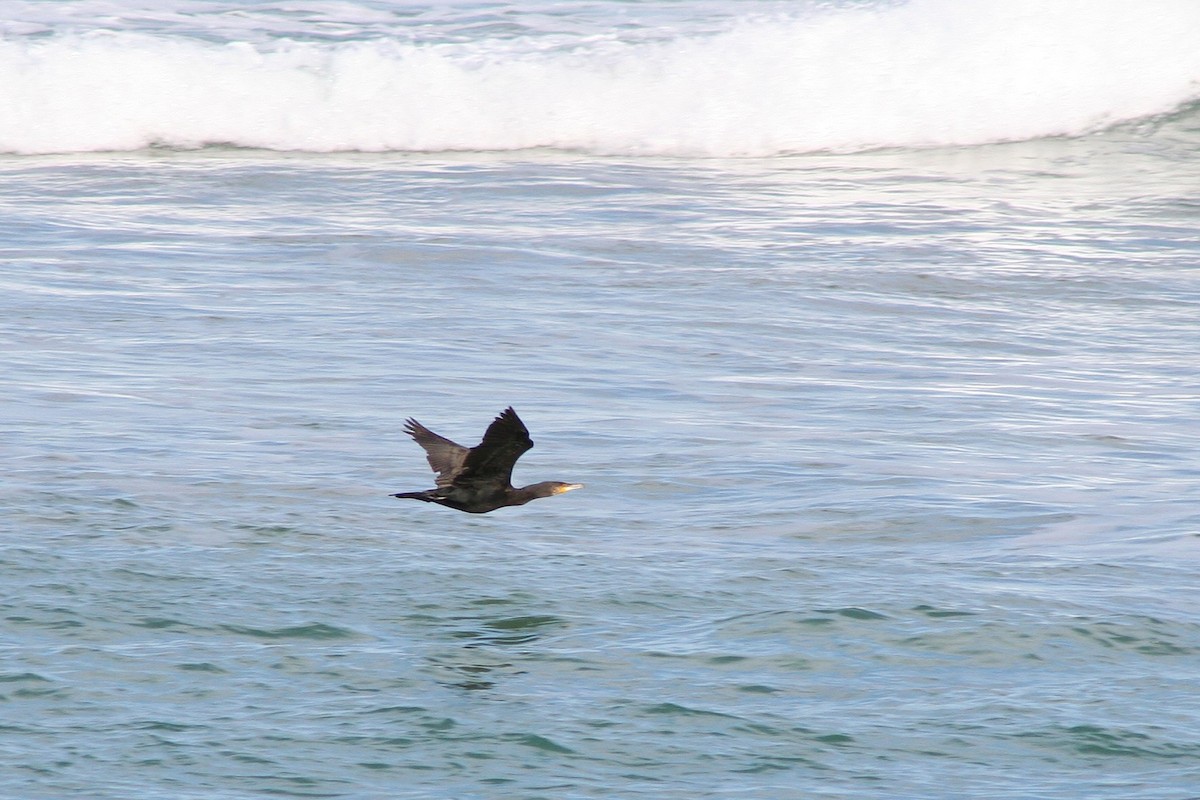 Cormorán Grande - ML642010570