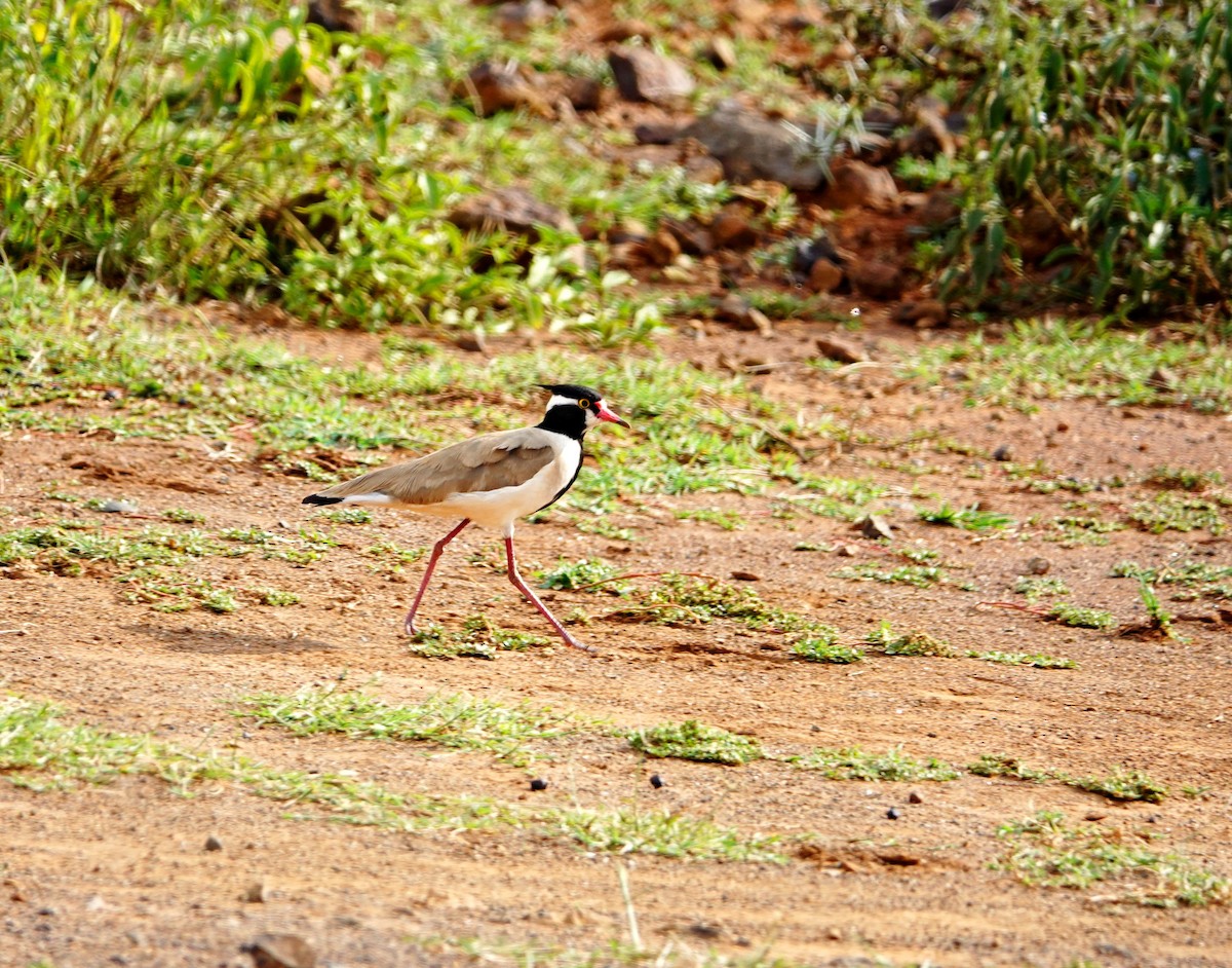 Avefría Coletuda - ML642010572