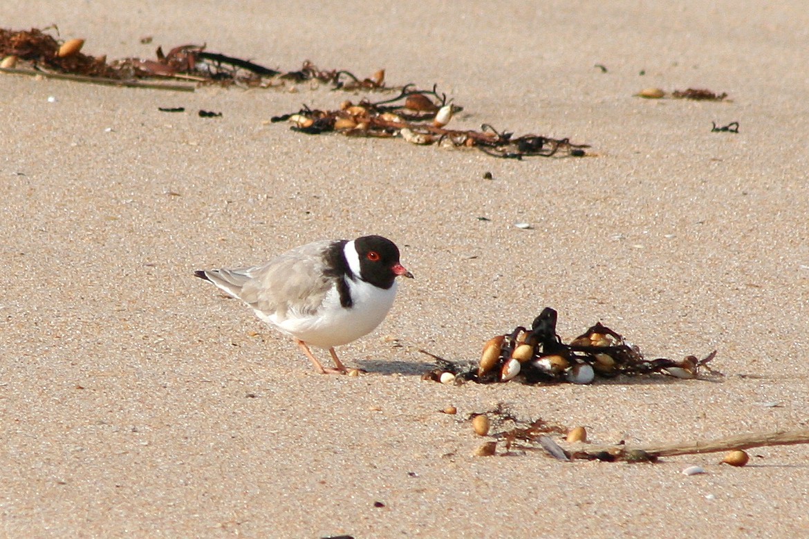 Chorlito Encapuchado - ML642010574