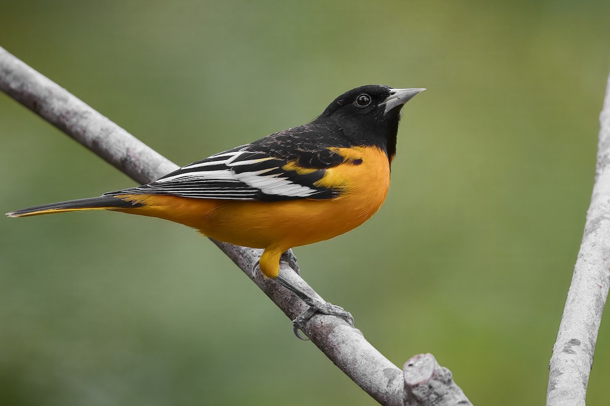 Turpial de Baltimore - ML642010581
