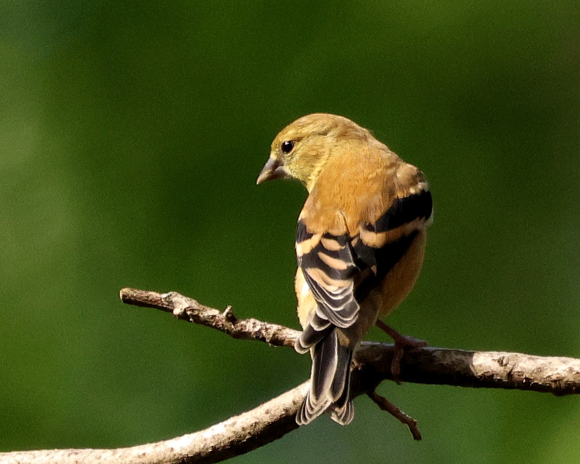 Altın İskete - ML642010633