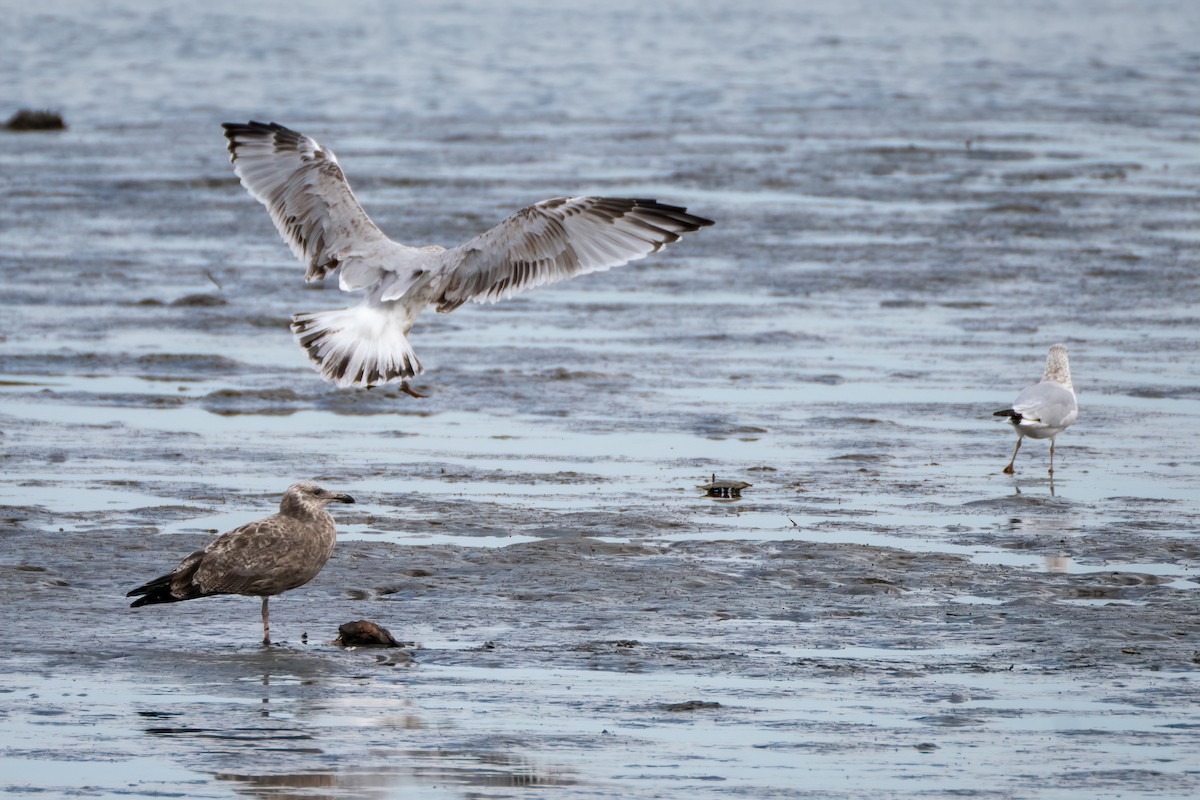 American Herring Gull - ML642010652