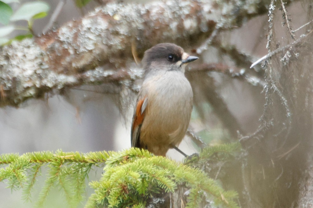 Siberian Jay - ML642010656