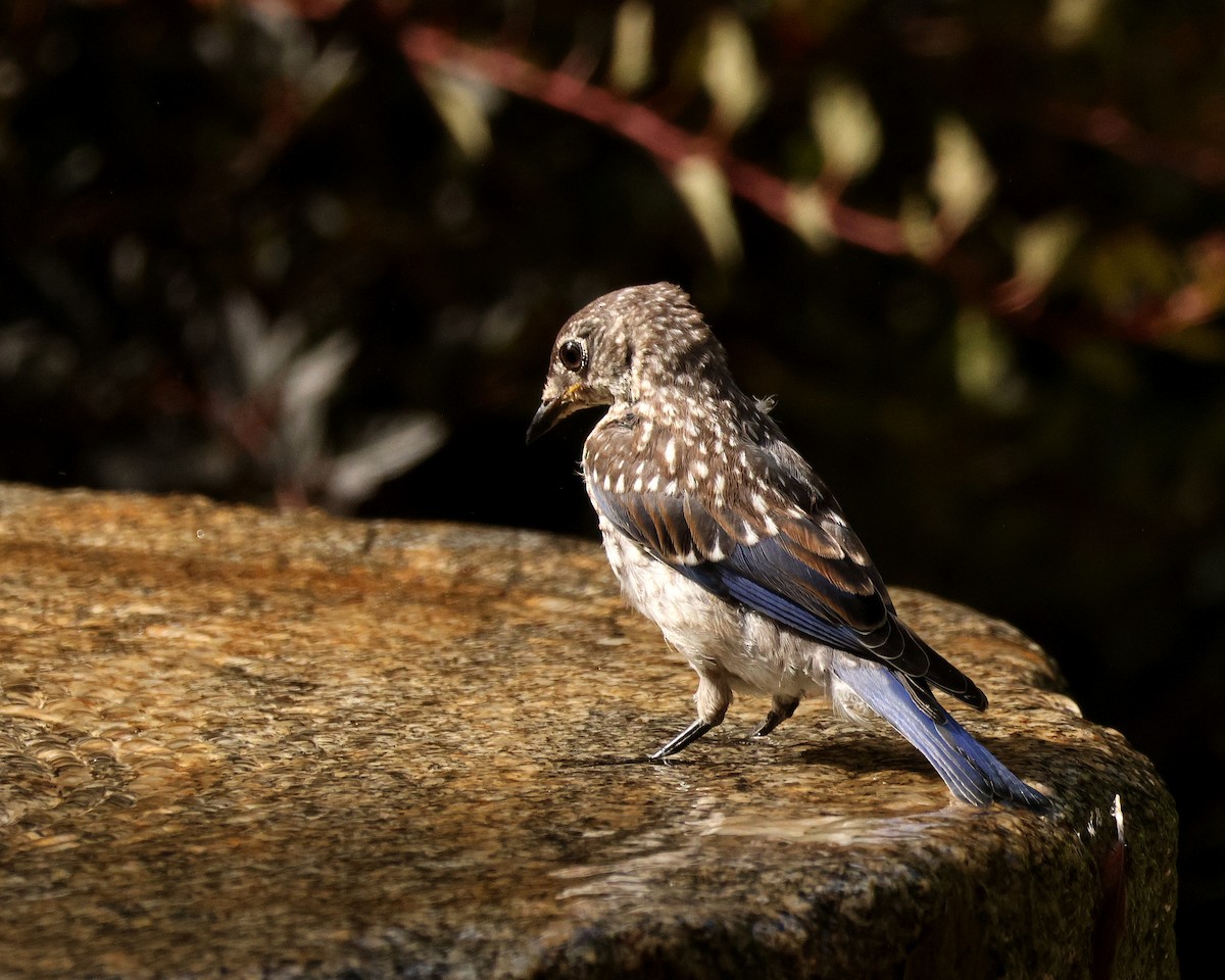 Eastern Bluebird - ML642010679