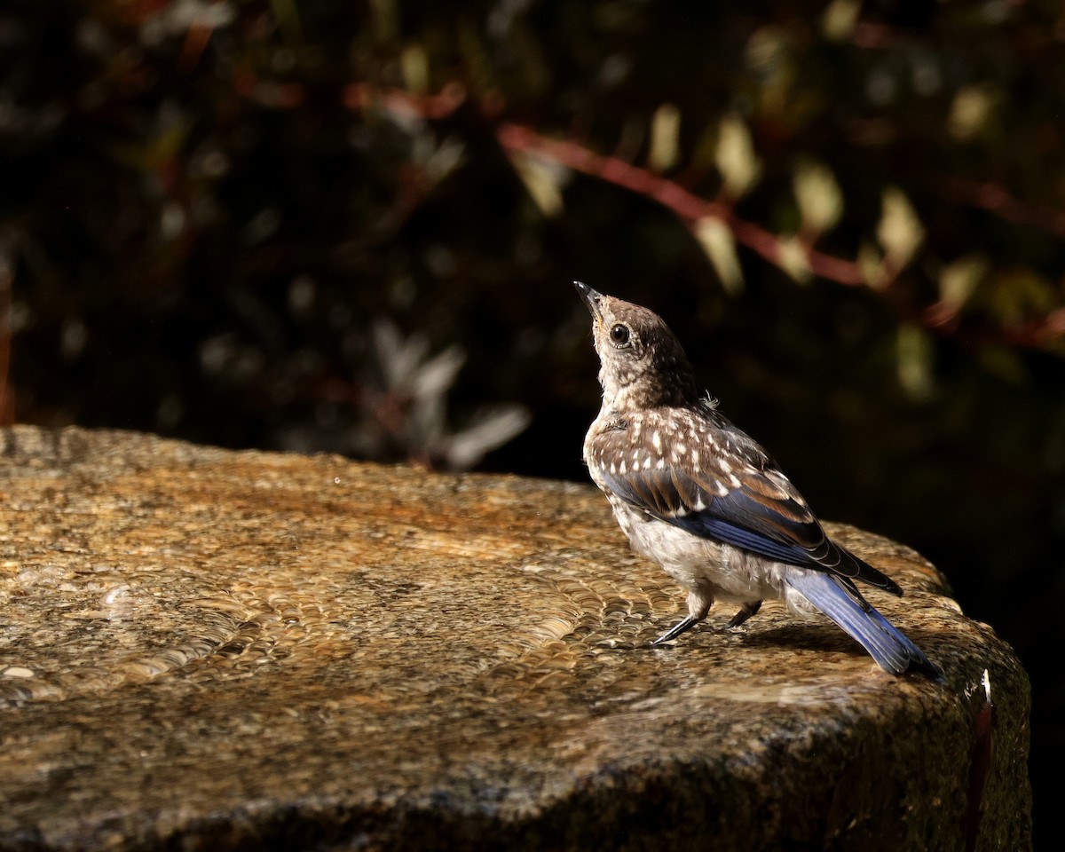 Eastern Bluebird - ML642010680