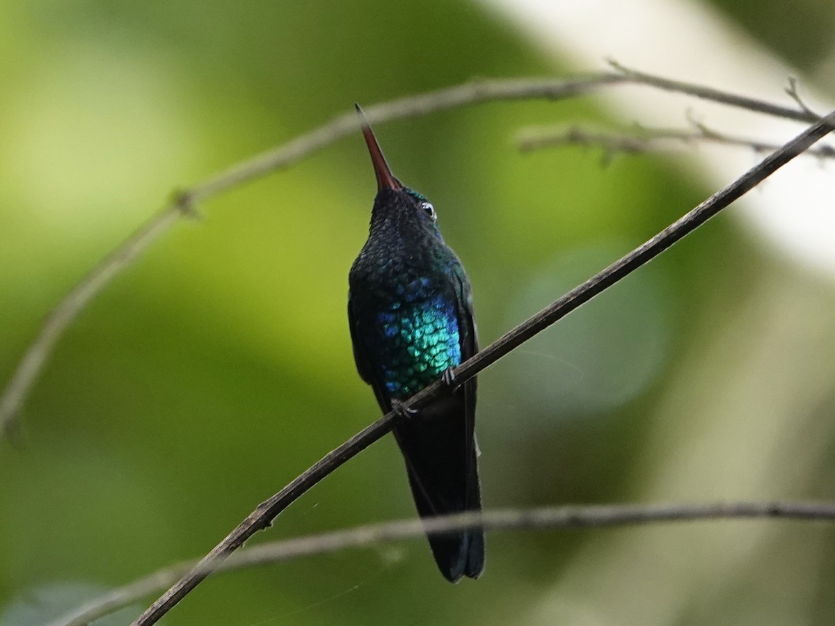 Blue-chinned Sapphire - ML642010693