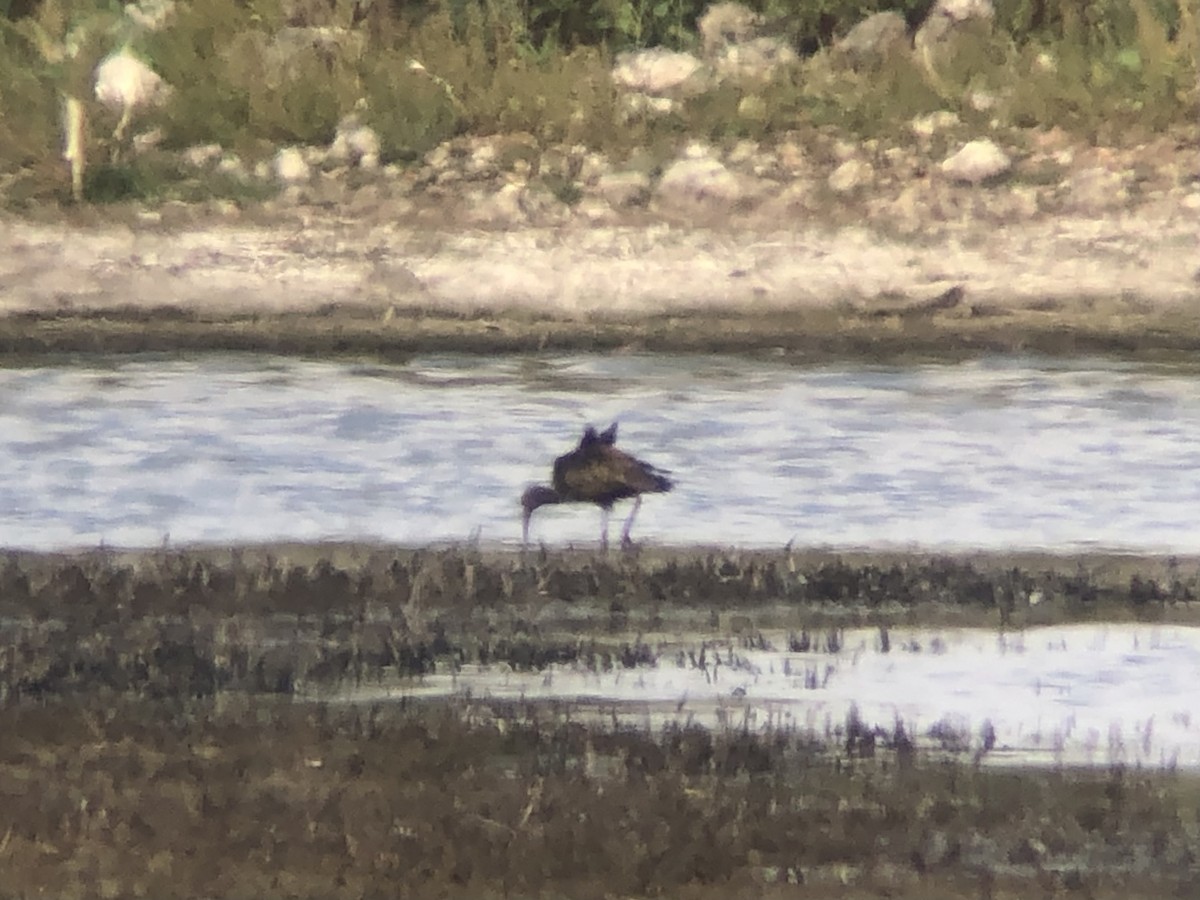 White-faced Ibis - ML642010703