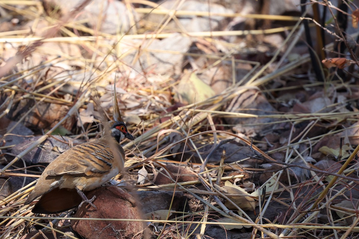 Spinifex Pigeon (White-bellied) - ML642010705