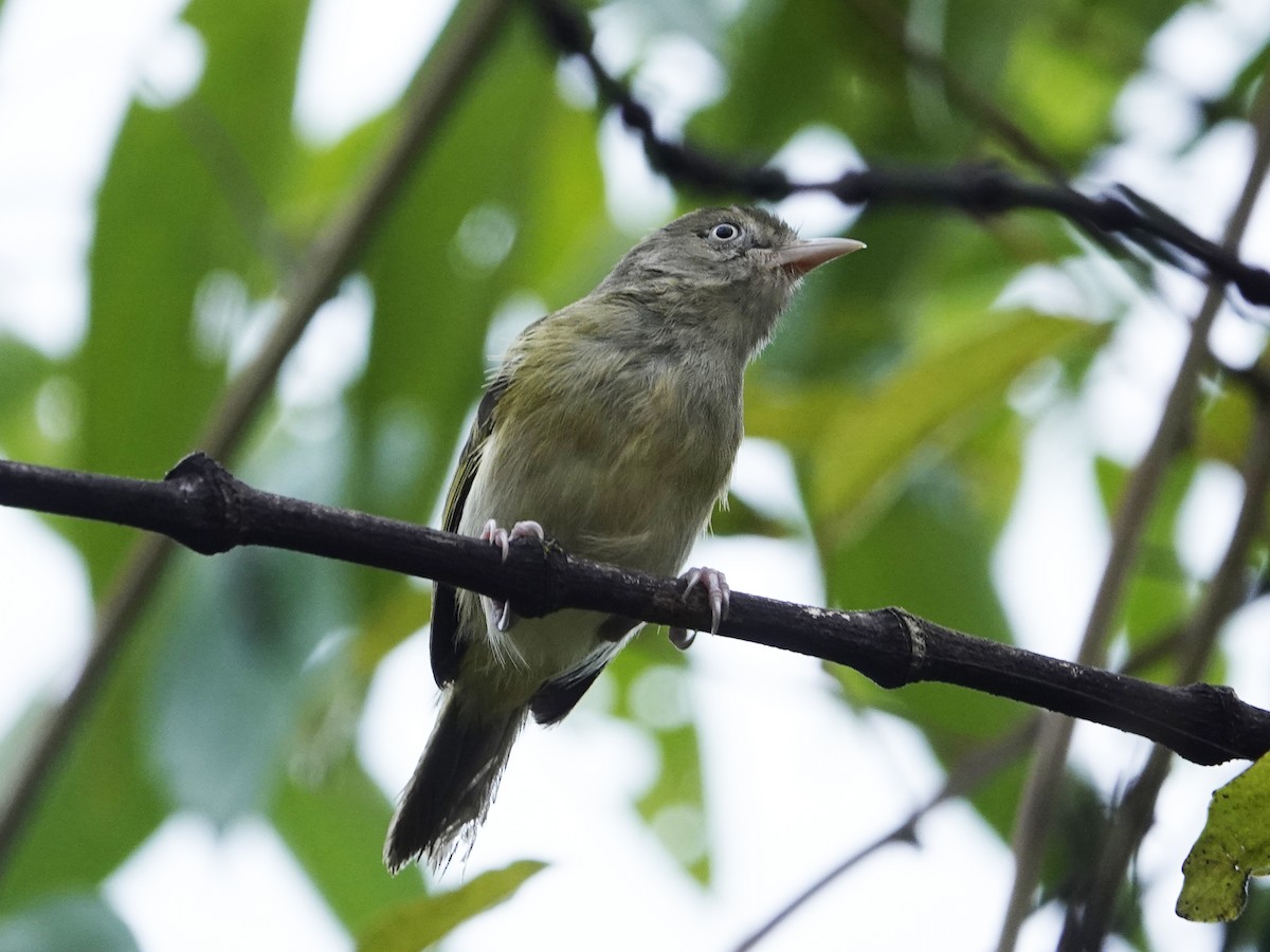 Gray-chested Greenlet - ML642010723