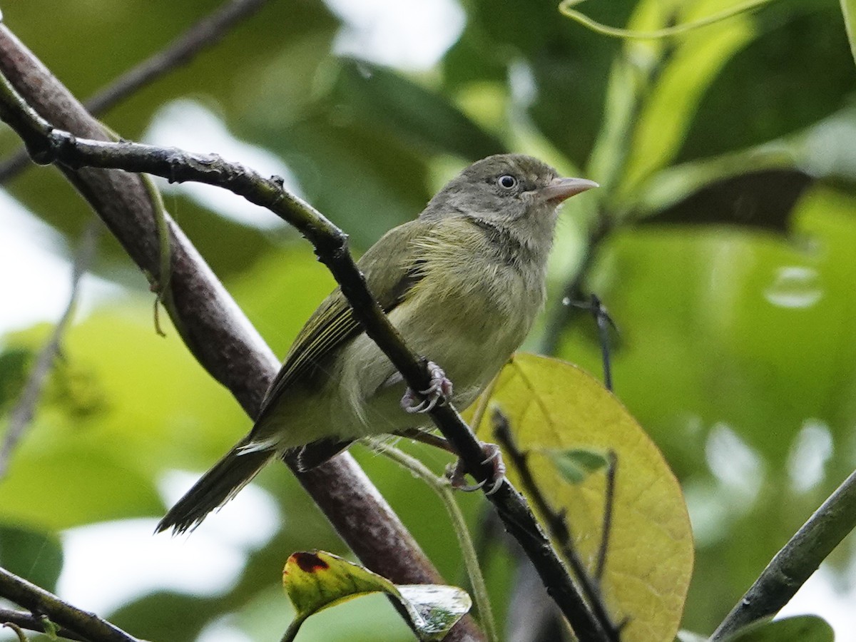 Gray-chested Greenlet - ML642010724