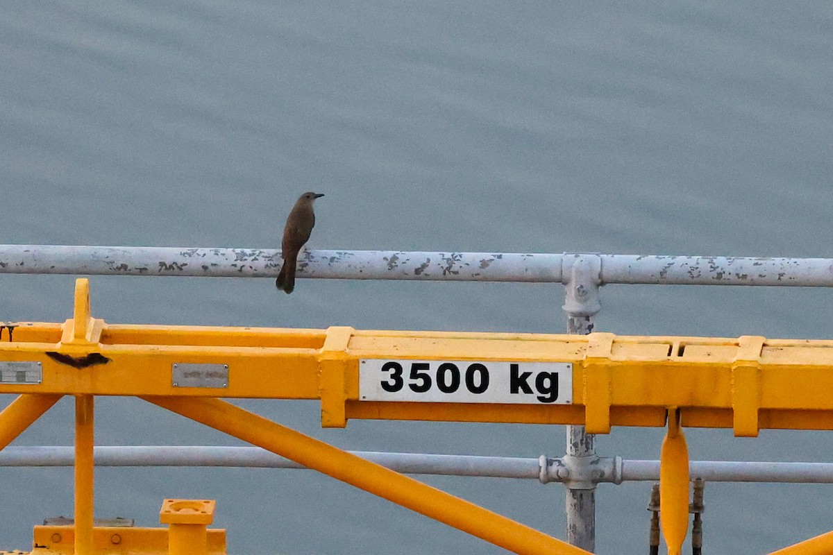 Sandstone Shrikethrush - ML642010728