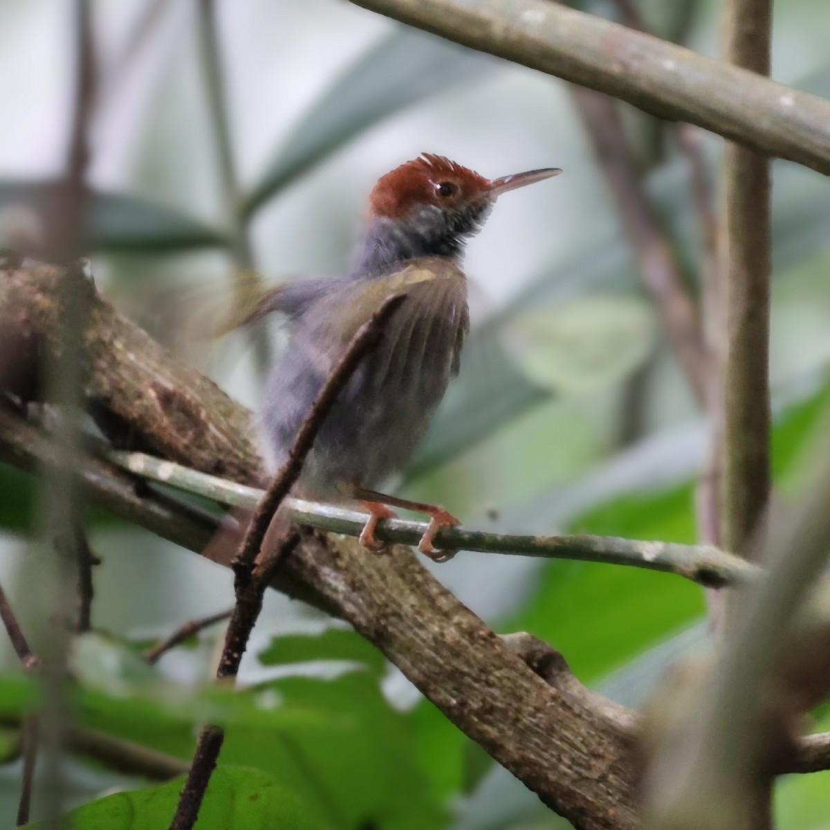 Gray-backed Tailorbird - ML642010736