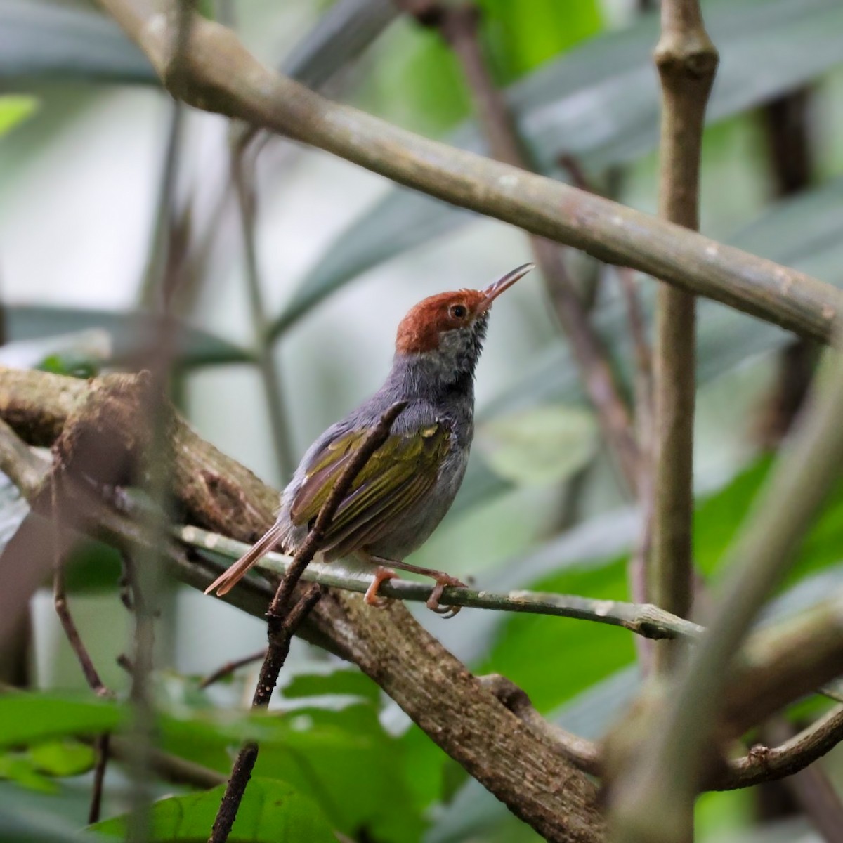 Gray-backed Tailorbird - ML642010737