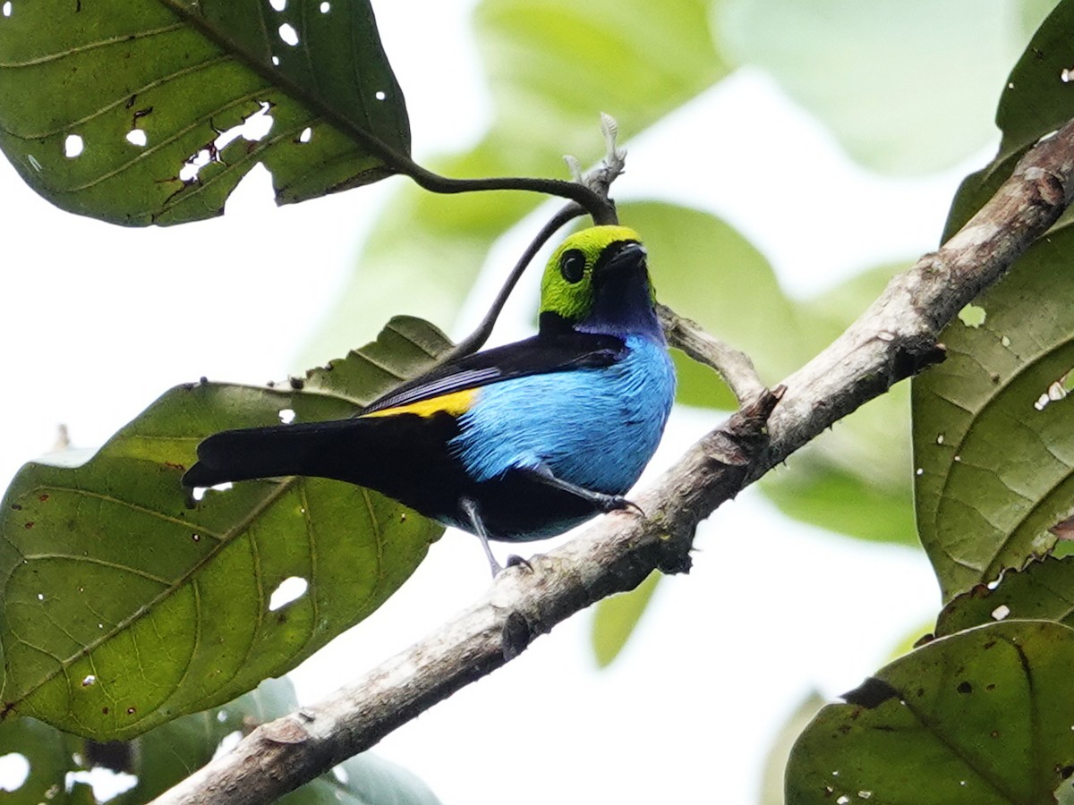 Paradise Tanager - ML642010744