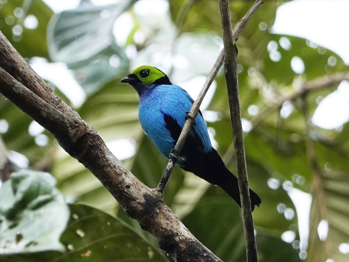 Paradise Tanager - ML642010745