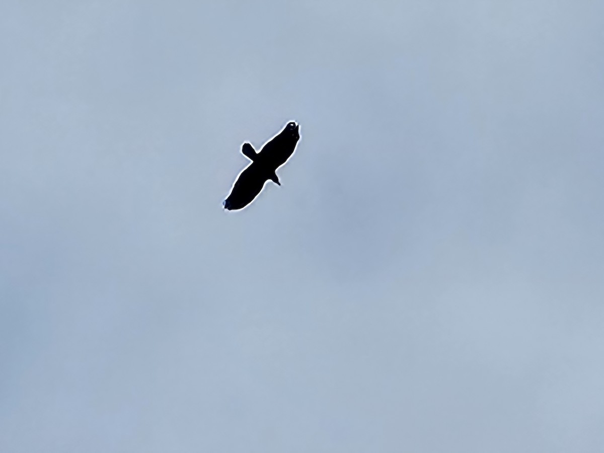 Grand Corbeau - ML642010750