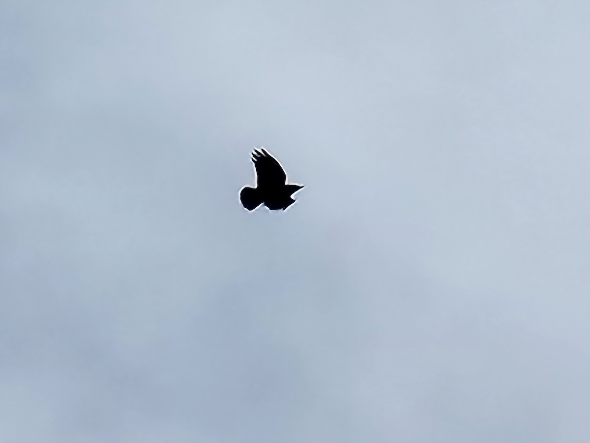 Grand Corbeau - ML642010752