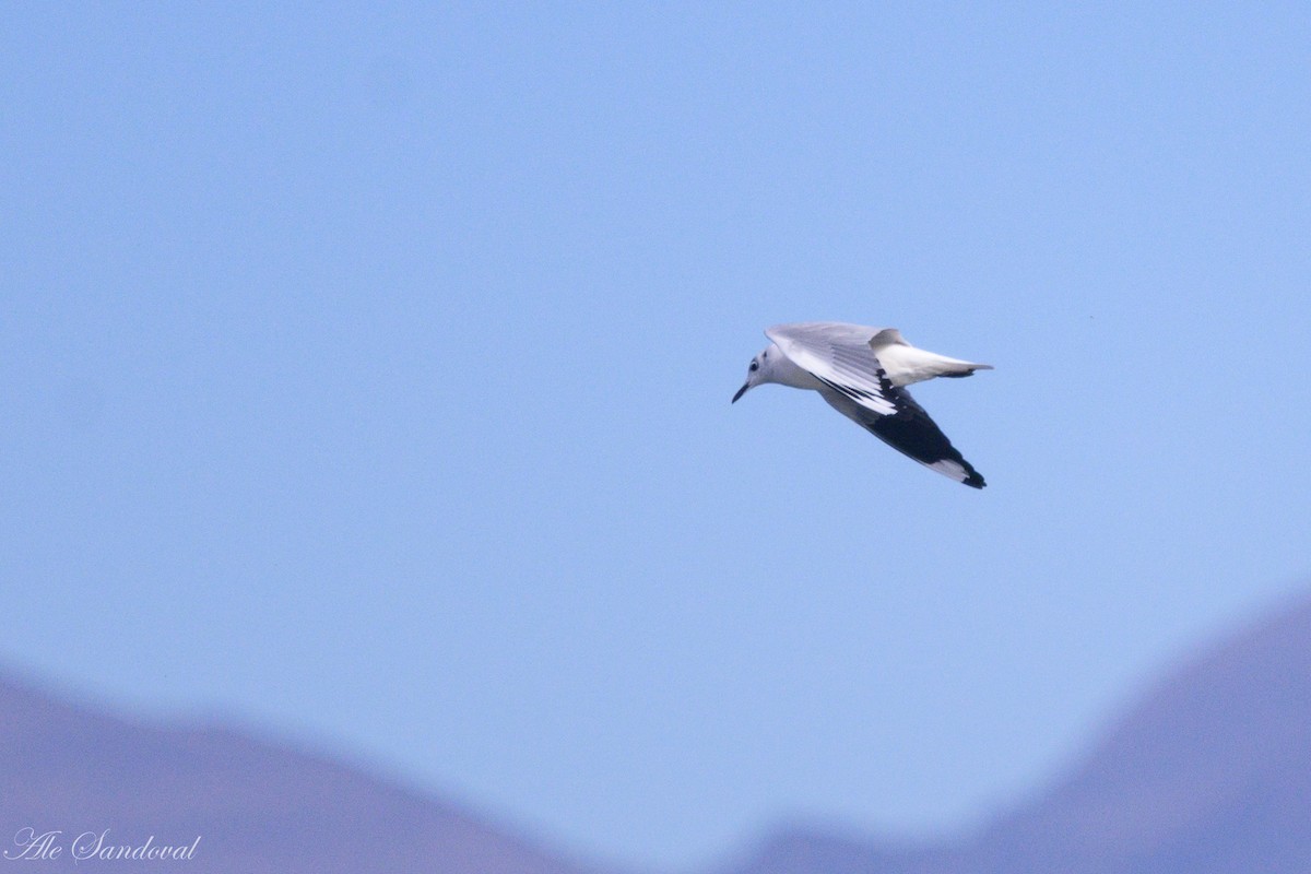 Andean Gull - ML642010754