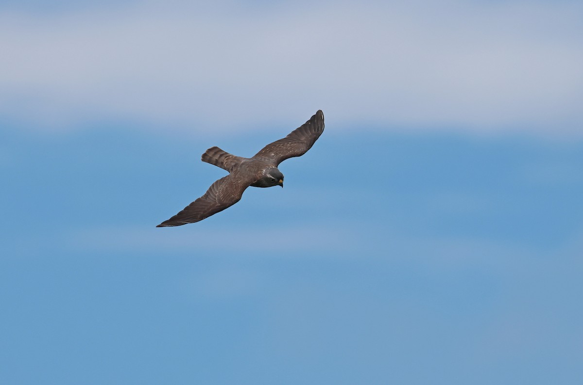 Chinese Sparrowhawk - ML642010756