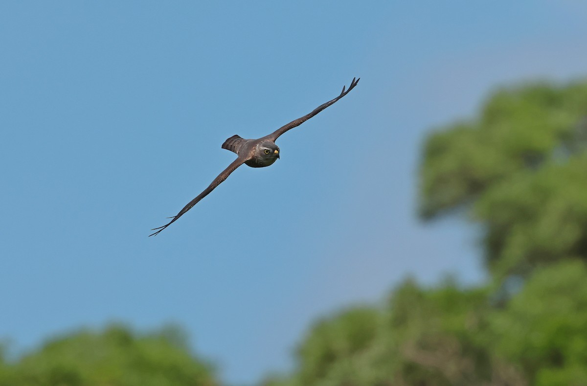 Chinese Sparrowhawk - ML642010757