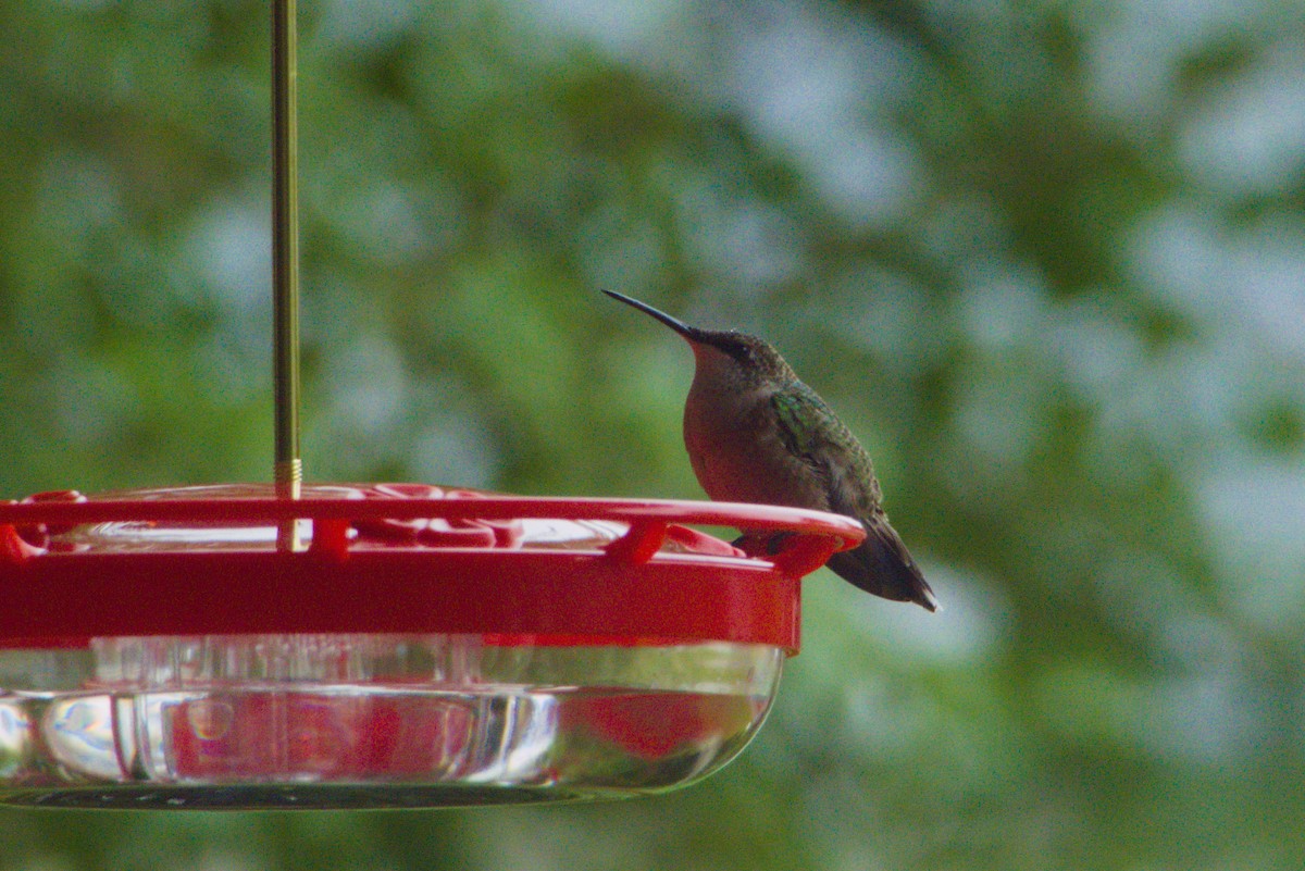Ruby-throated Hummingbird - ML642010760